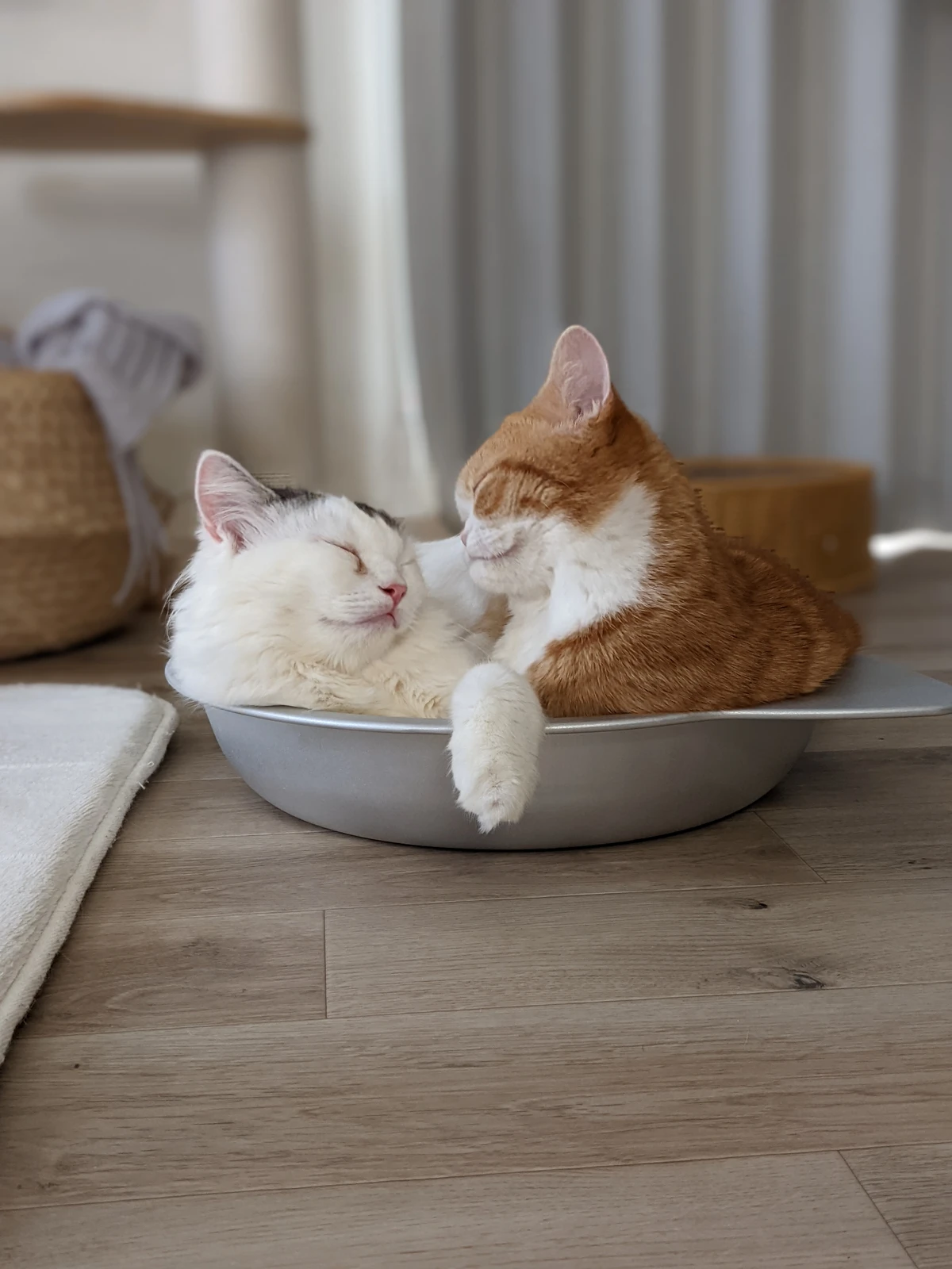 猫鍋に幸せが詰まってる Tete 0918が投稿したフォトブック Lemon8 猫鍋に幸せが詰まってる Tete 0918が投稿したフォトブック Lemon8