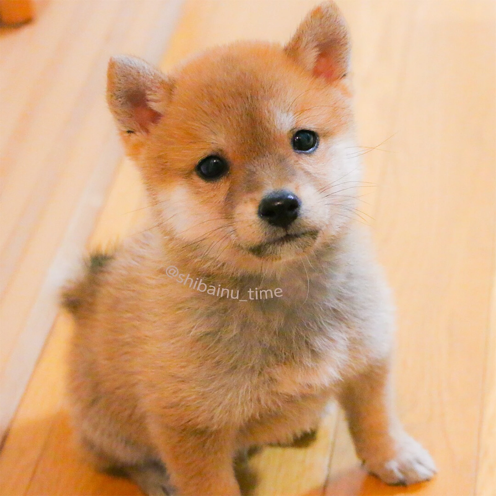 最高にかわいい 柴犬 たろのしゅけが投稿したフォトブック Lemon8