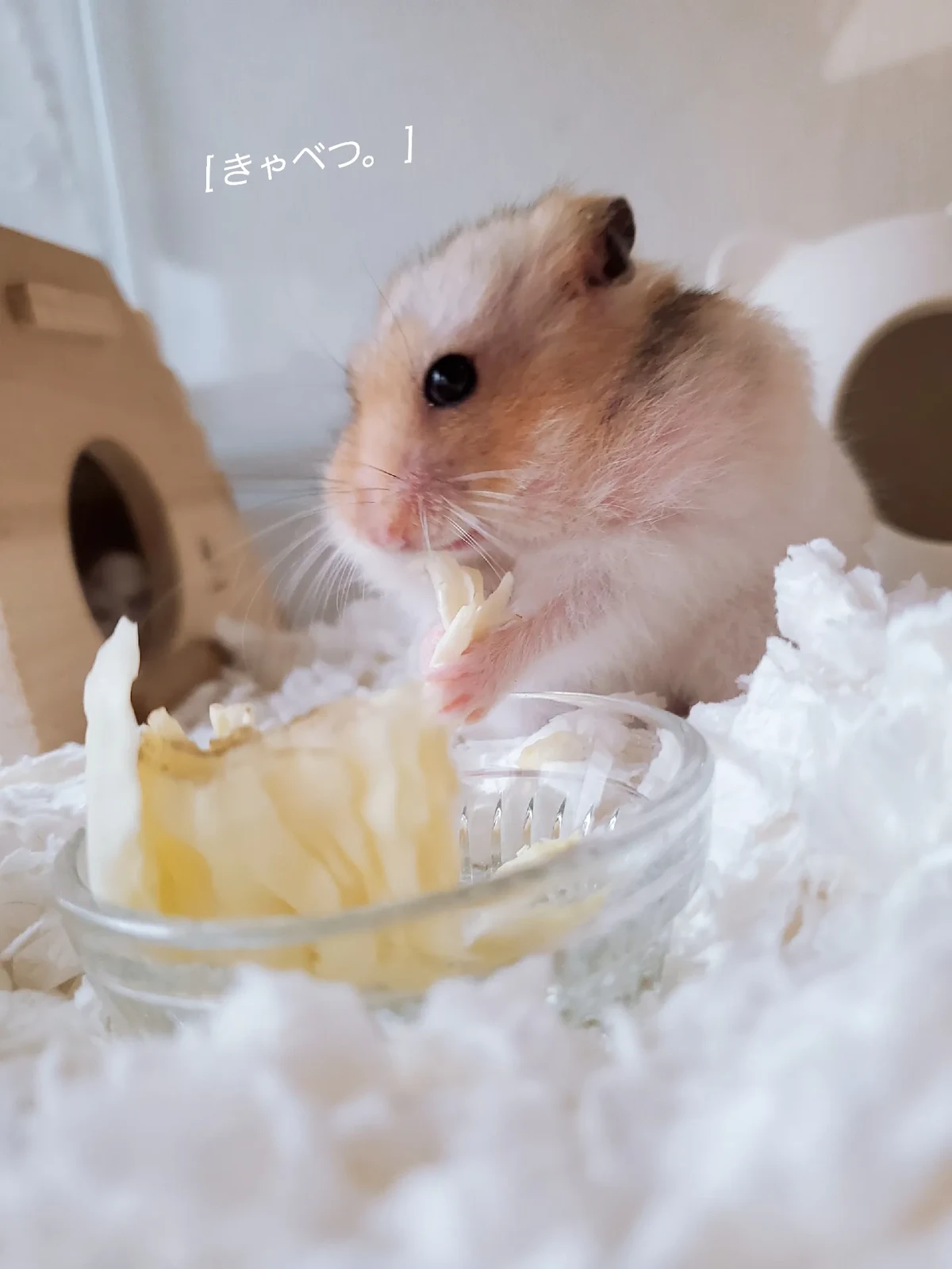 ペットおやつ Lemon8