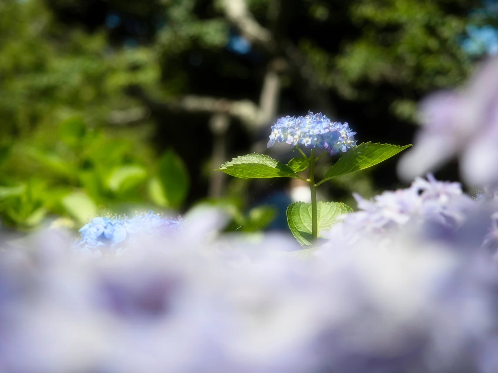 凛とした紫陽花 アツ が投稿したフォトブック Lemon8