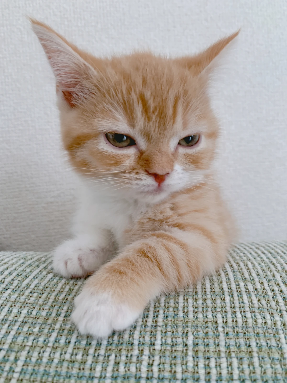 猫のドヤ顔 アオとウニが投稿したフォトブック Lemon8 猫のドヤ顔 アオとウニが投稿したフォトブック Lemon8