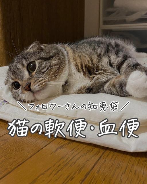 ねこぞー 猫のお役立ち情報さんの投稿 Lemon8