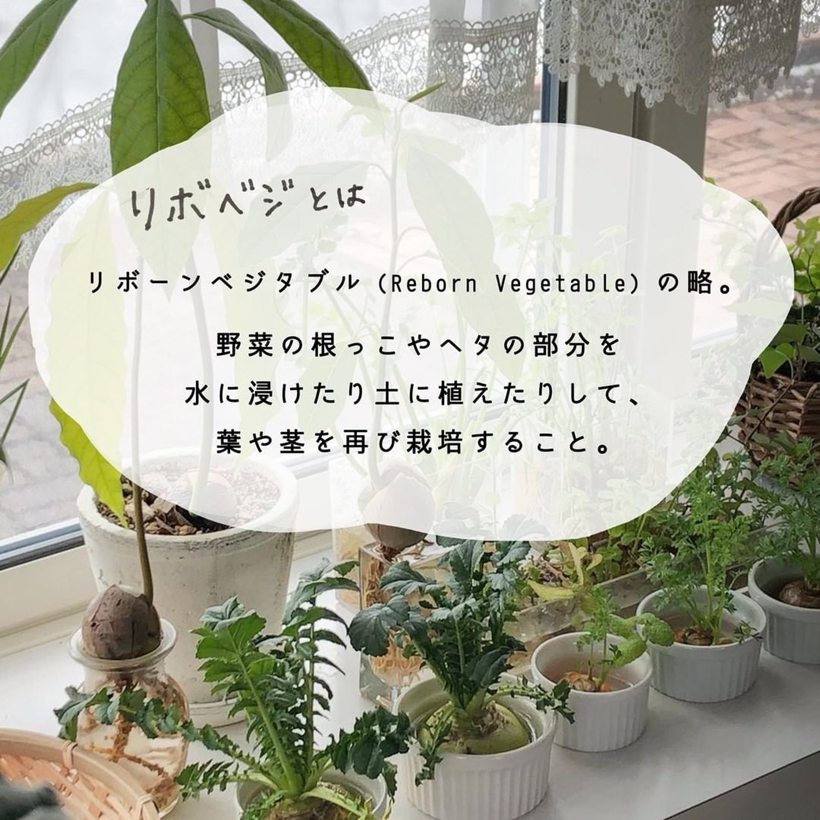 Lemon8 Story 雲竜柳 水耕栽培 育て方 Lemon8 Story 雲竜柳 水耕栽培 育て方