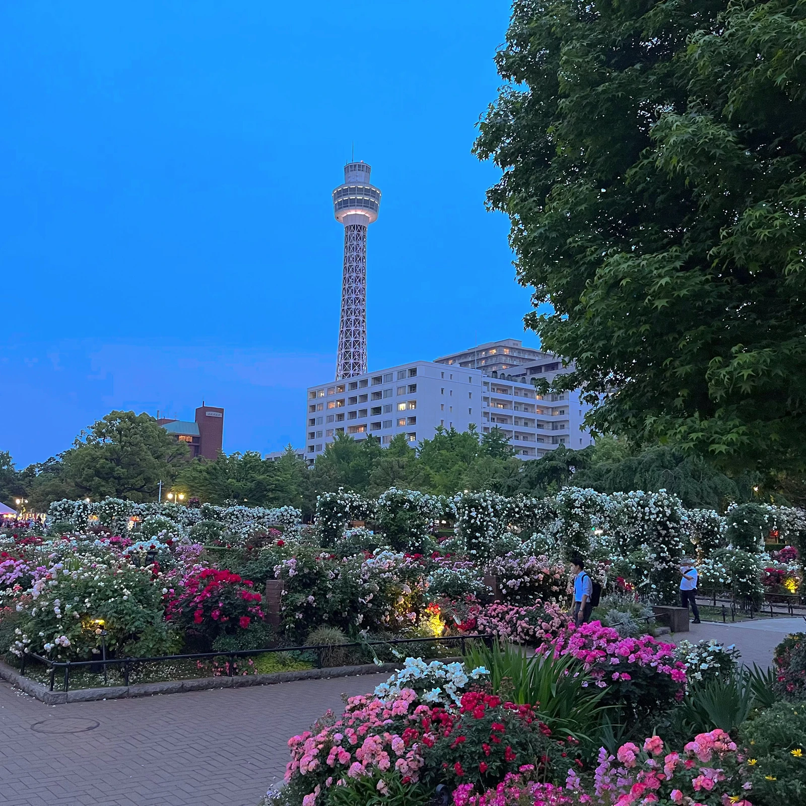 五月 金曜日 山下公園 Annが投稿したフォトブック Lemon8