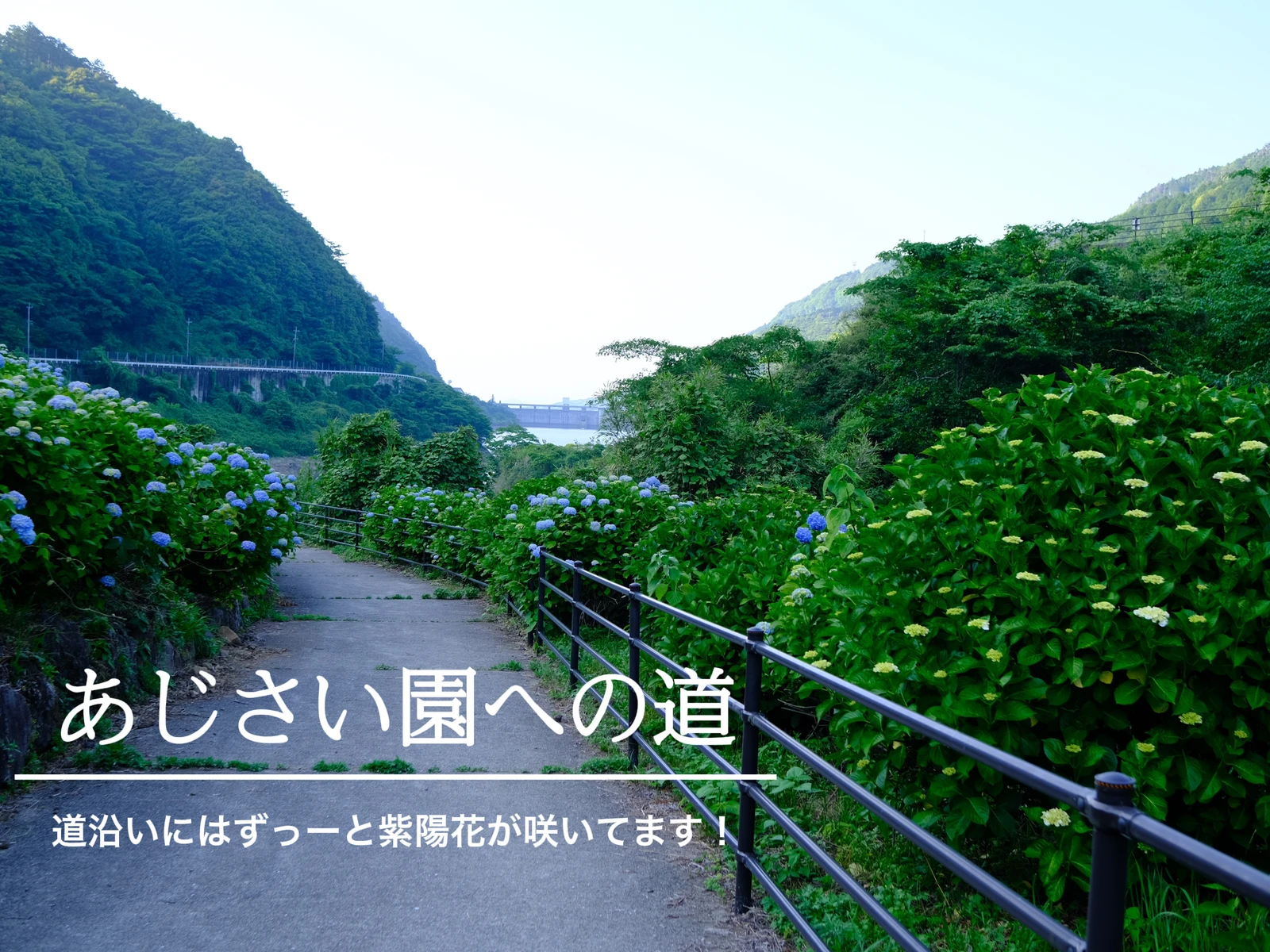 佐賀 紫陽花 中木庭ダム Kousoukuraiが投稿したフォトブック Lemon8