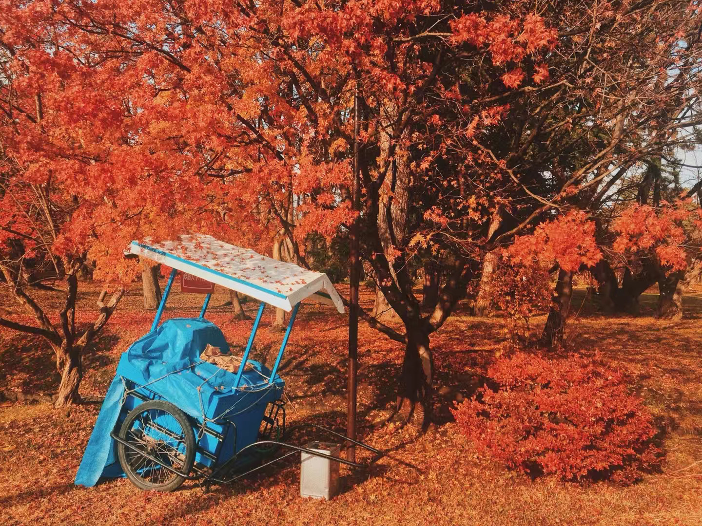 Satoshi Odajimaの画像