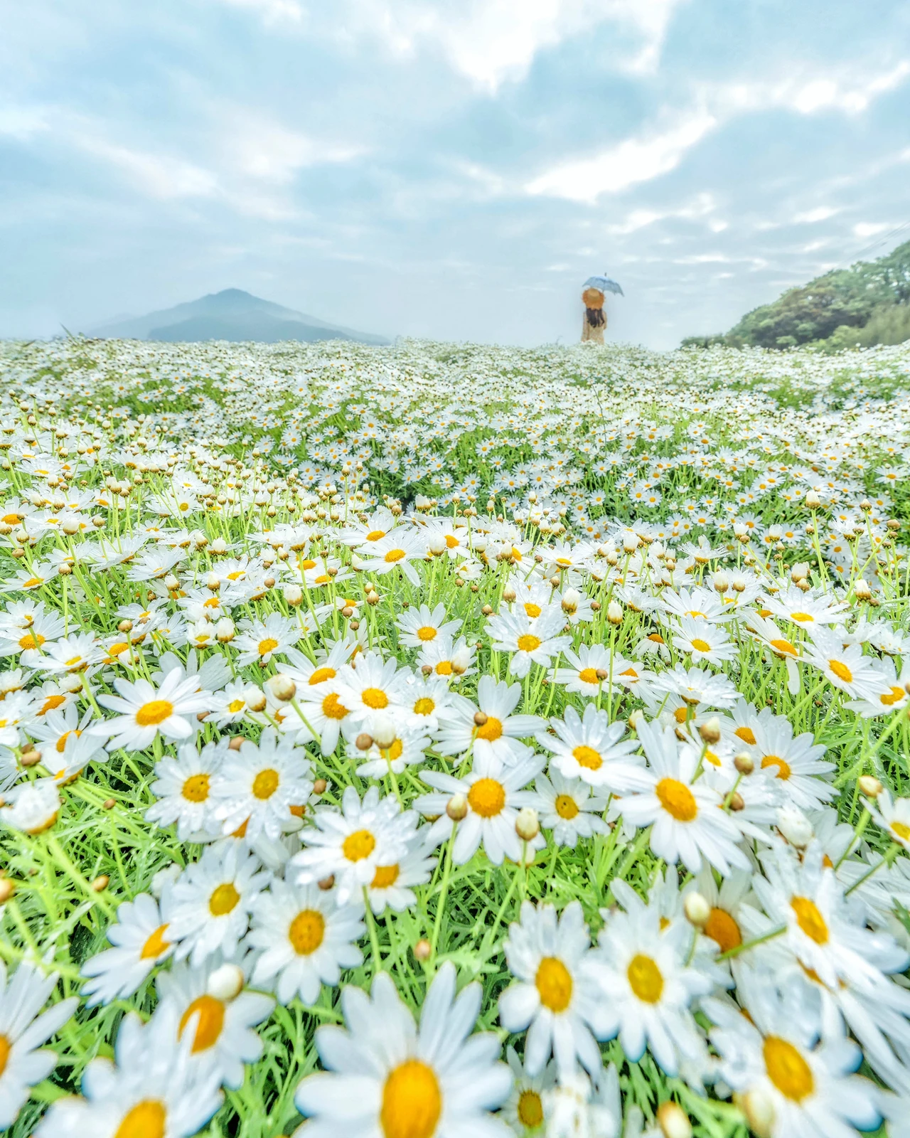 香川 Gwが見頃 マーガレットのお花畑 Kumiko Naruが投稿したフォトブック Lemon8