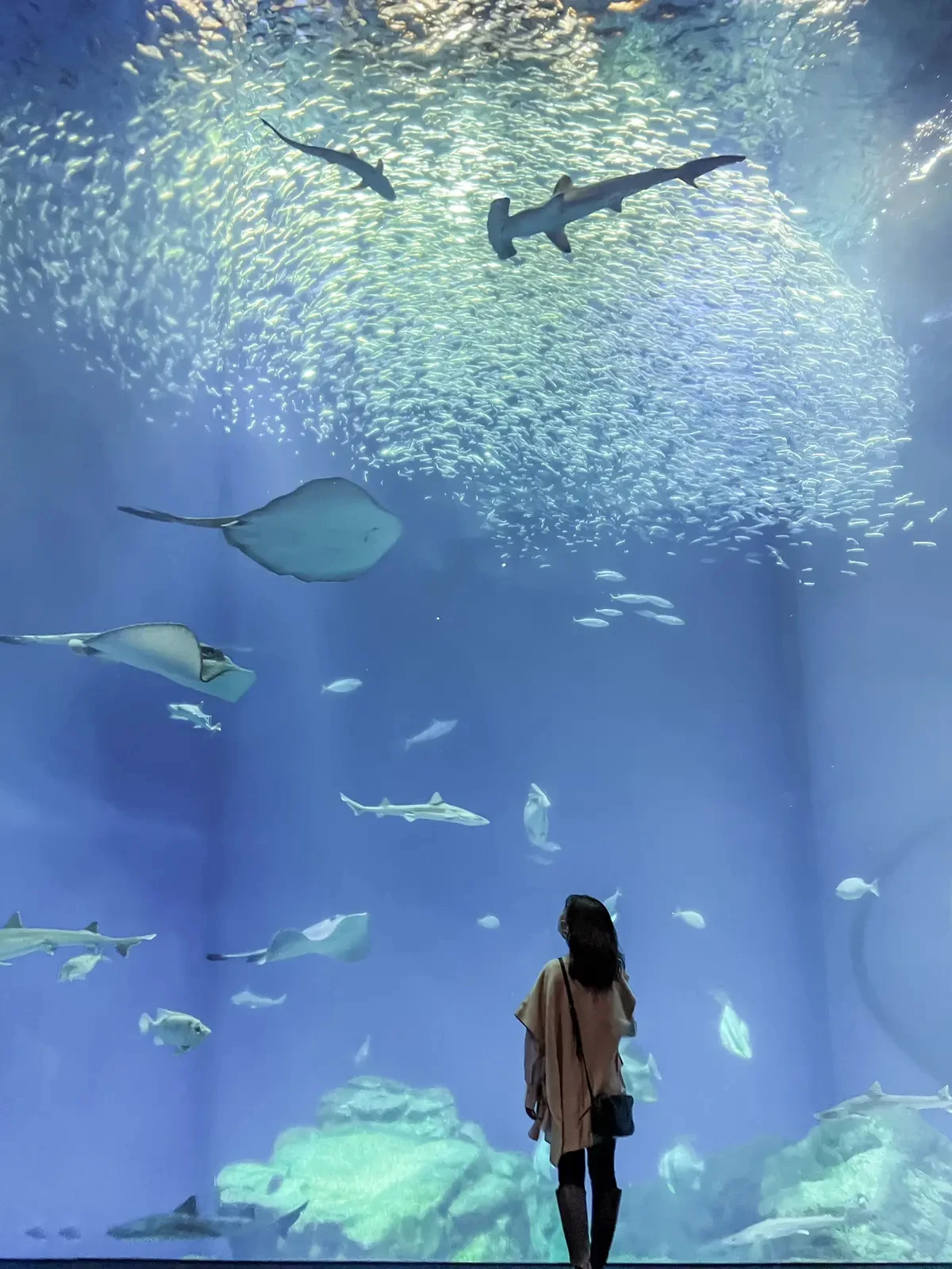 茨城県 サメの飼育日本1 日本トップクラスの大型水族館 美容ナースの休日旅が投稿したフォトブック Lemon8