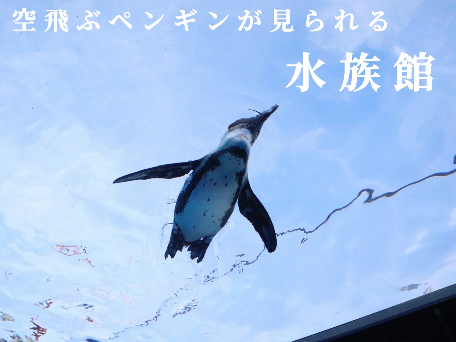 空飛ぶペンギン この夏は水族館に急げ みつばのあそびが投稿したフォトブック Lemon8