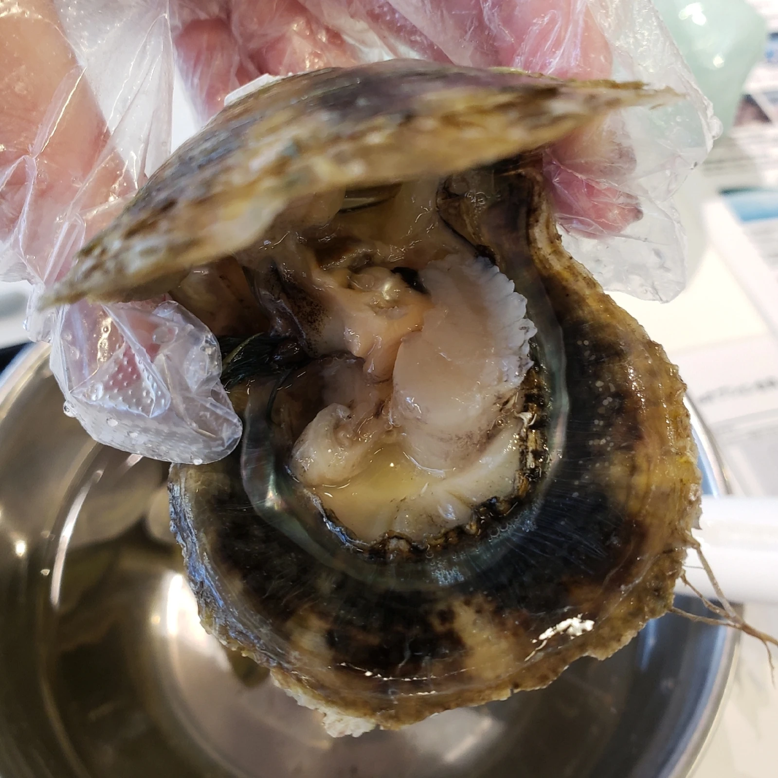 ワークショップ 貝から取り出してつくるアコヤ真珠のアクセサリー Mackeyspoonyが投稿したフォトブック Lemon8