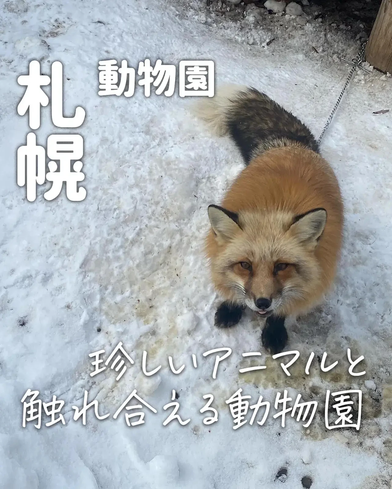 キツネ動物園 Lemon8