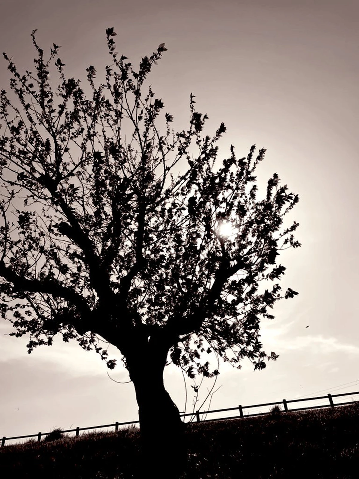 セピア色の思い にゃんママ29 が投稿したフォトブック Lemon8