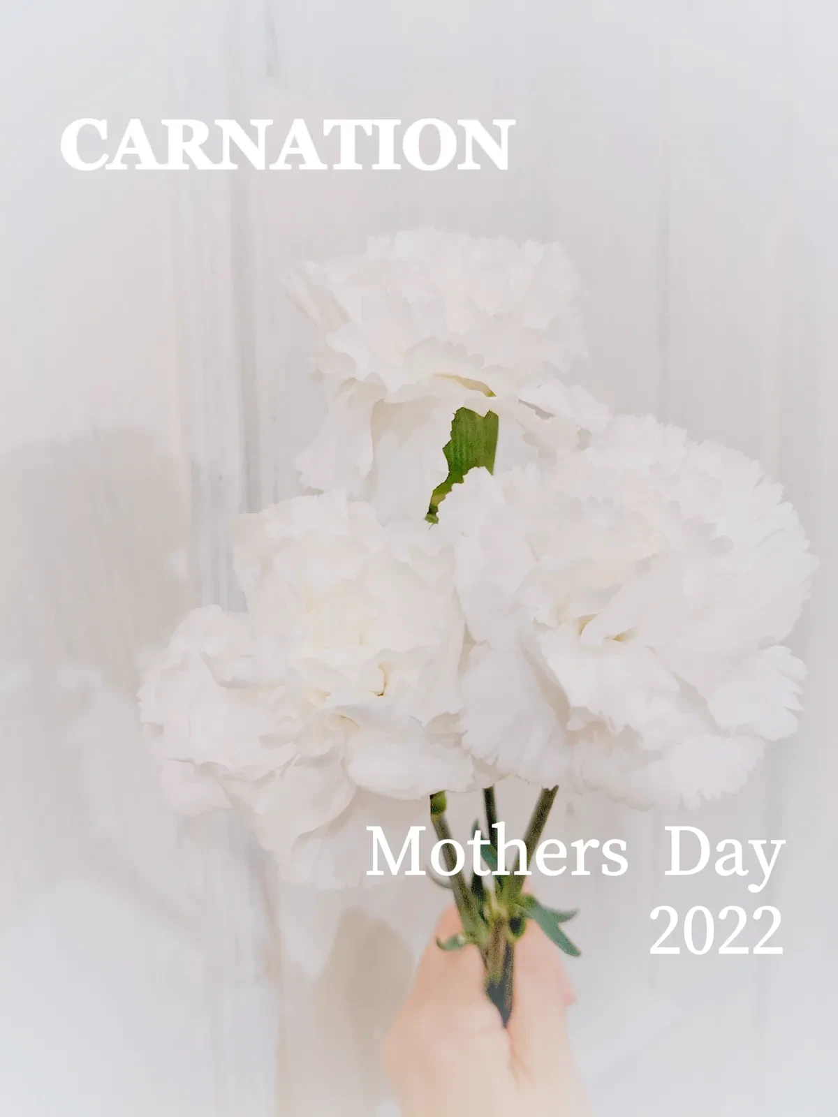 母の日の由来は白いカーネーションだったの知ってる 鉢村絵美 87cocoが投稿したフォトブック Lemon8