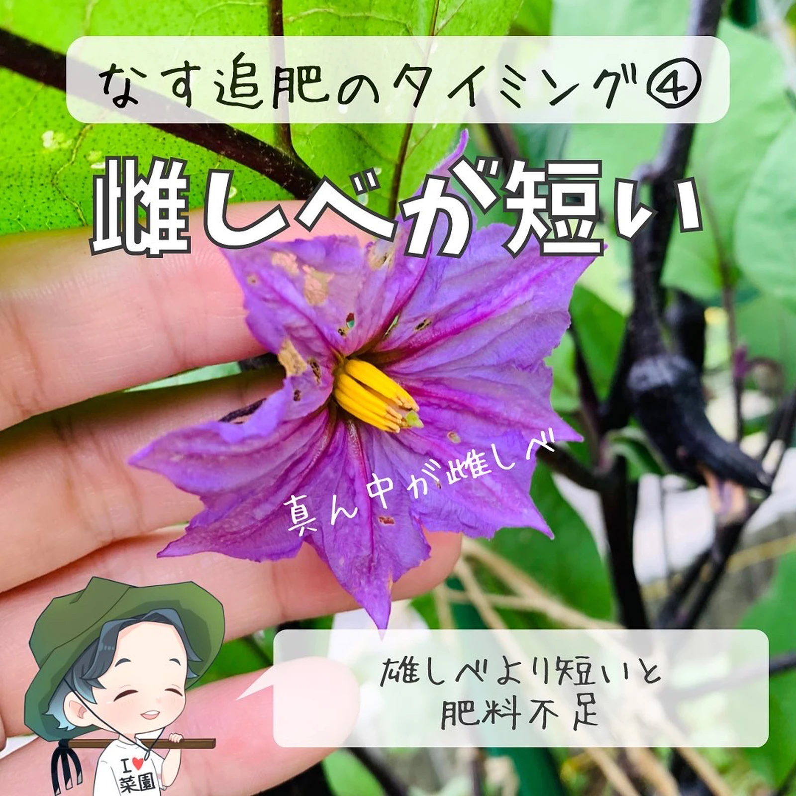なすの追肥っていつするの 今でしょ ばう 小さな家庭菜園役立つ情報が投稿したフォトブック Lemon8