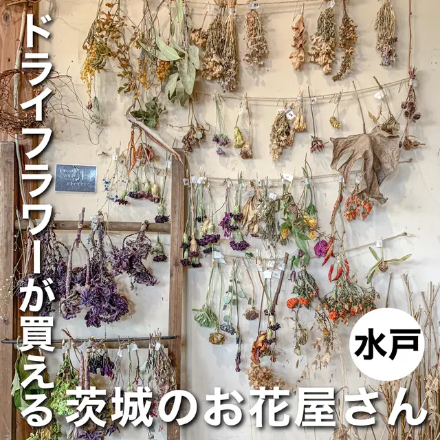 
【📍茨城/水戸 】ドライフラワーが買える 茨城のお花屋さんの画像