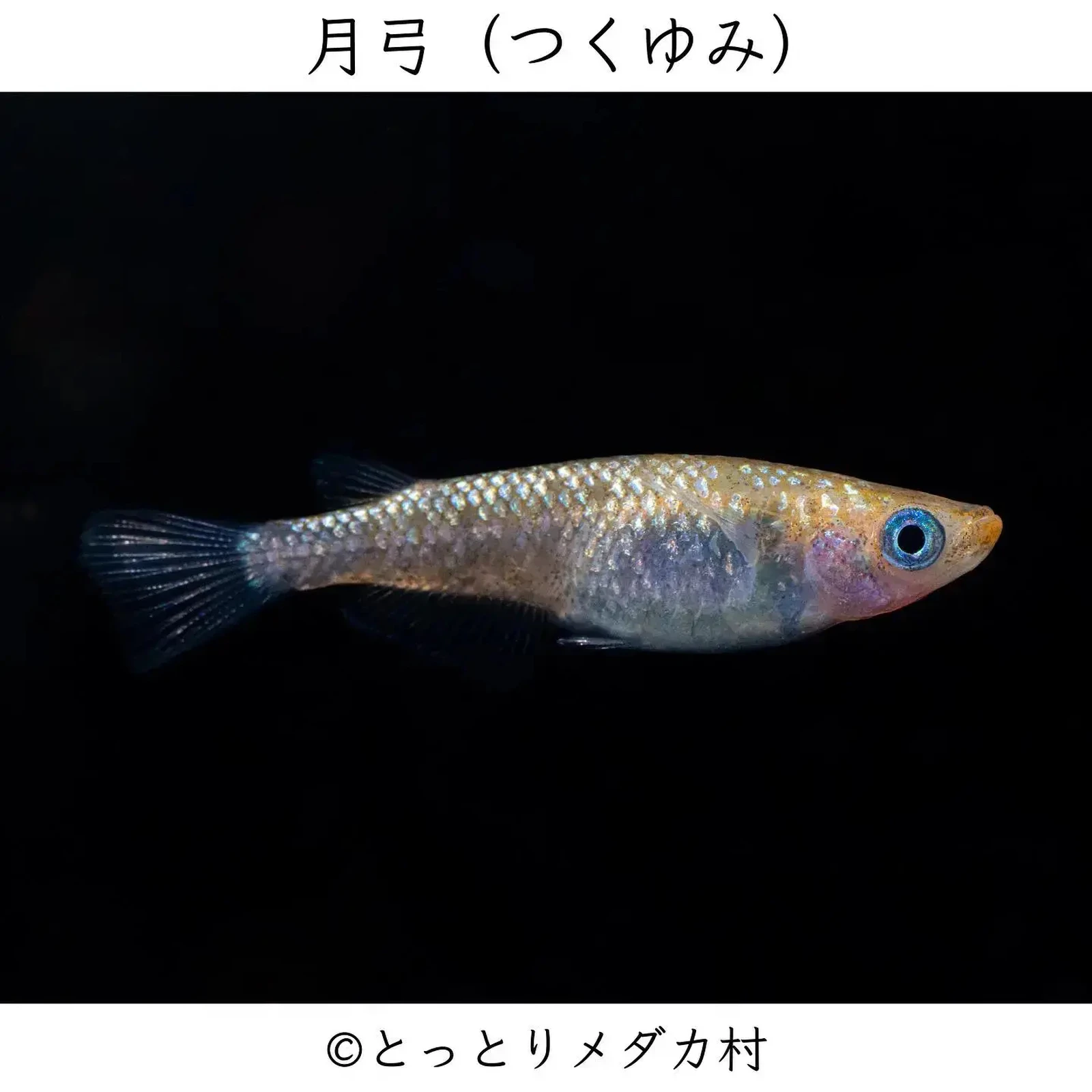 月弓 つくゆみ とっとりメダカ村が投稿したフォトブック Lemon8