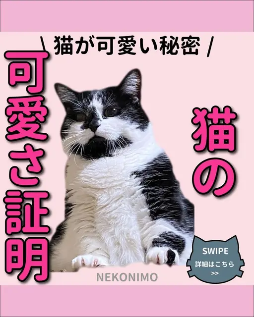 幸運を呼ぶ 猫の名前 Lemon8
