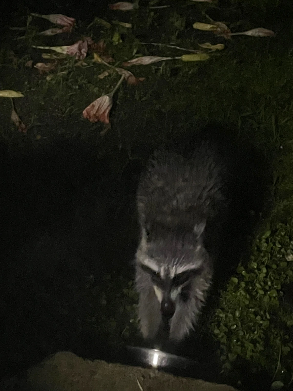 我が家の庭に毎年やってくるアライグマ クルミサクラが投稿したフォトブック Lemon8