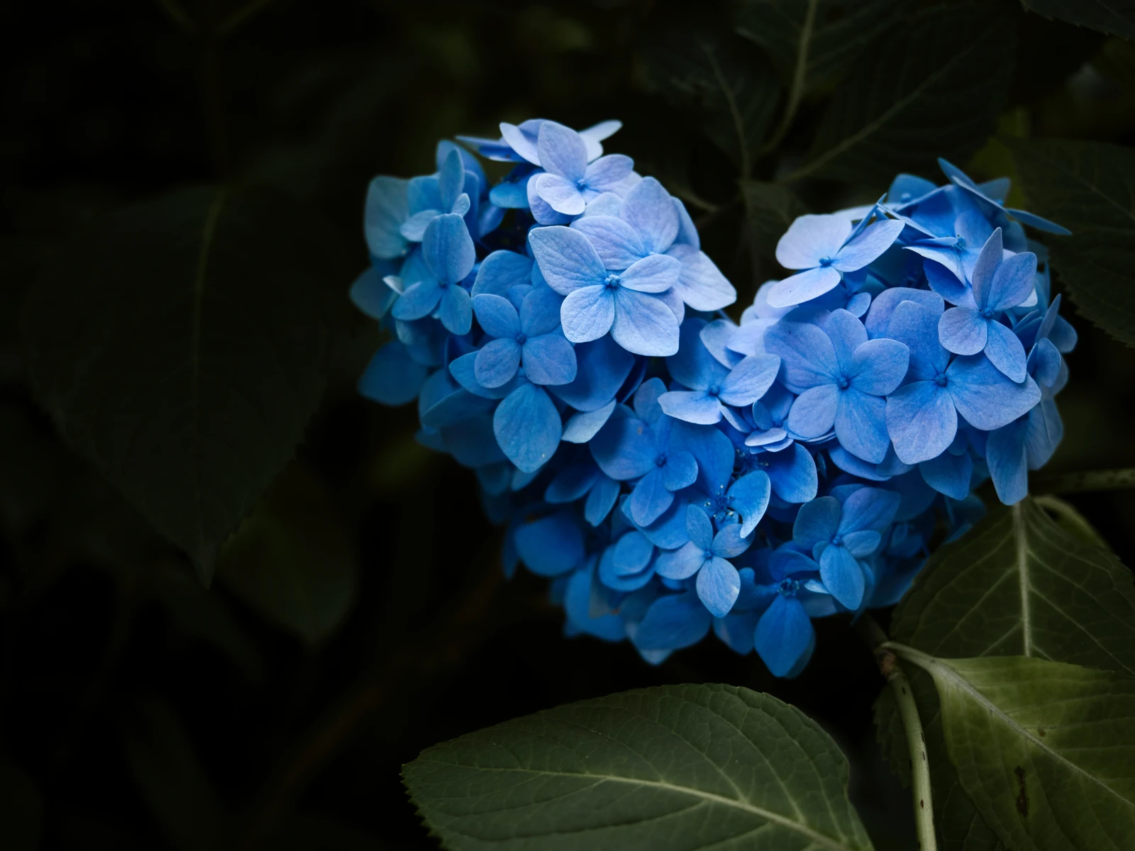 原点に立ち返る紫陽花ハート アツ が投稿したフォトブック Lemon8