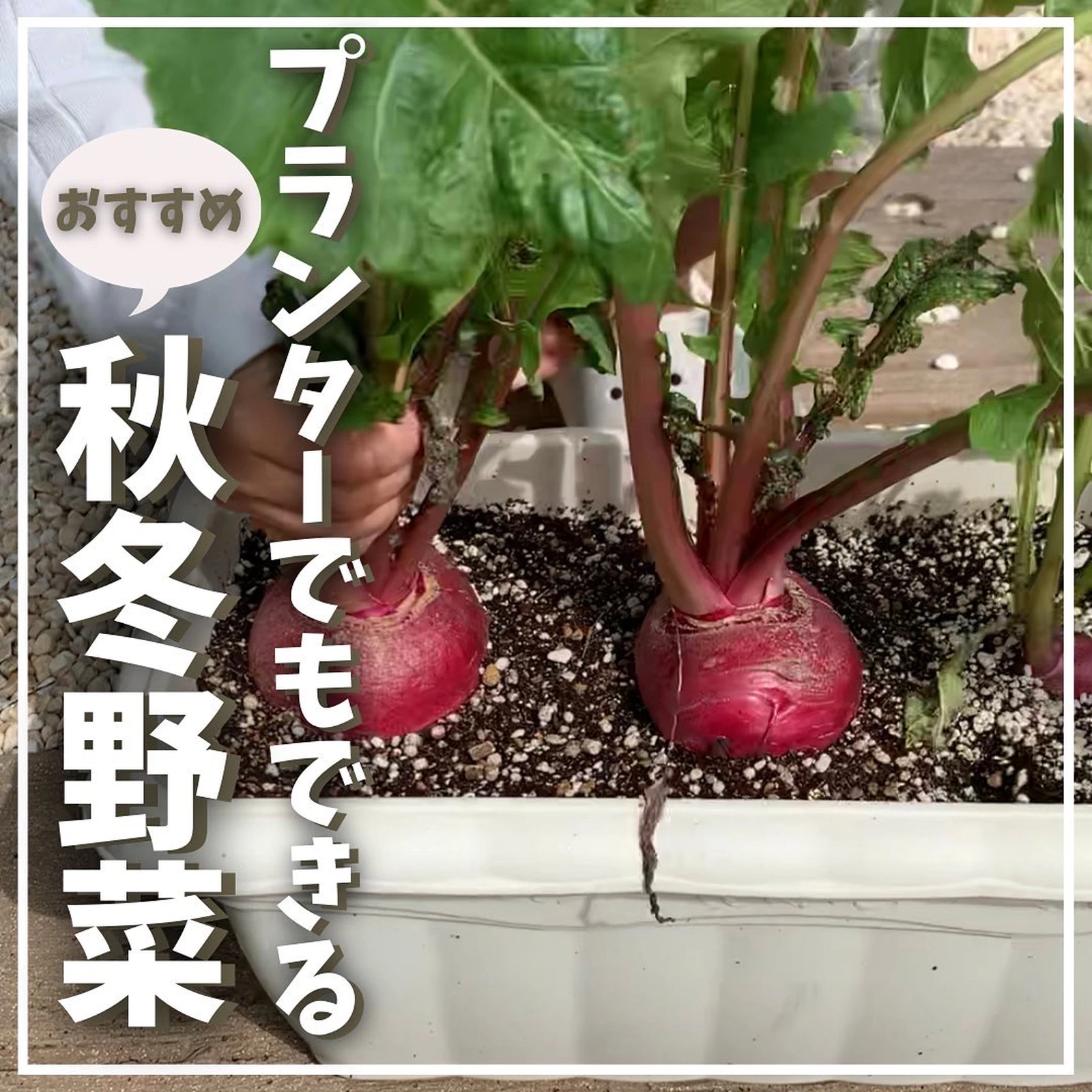 プランターでもできる秋冬野菜 ばう 小さな家庭菜園役立つ情報が投稿したフォトブック Lemon8