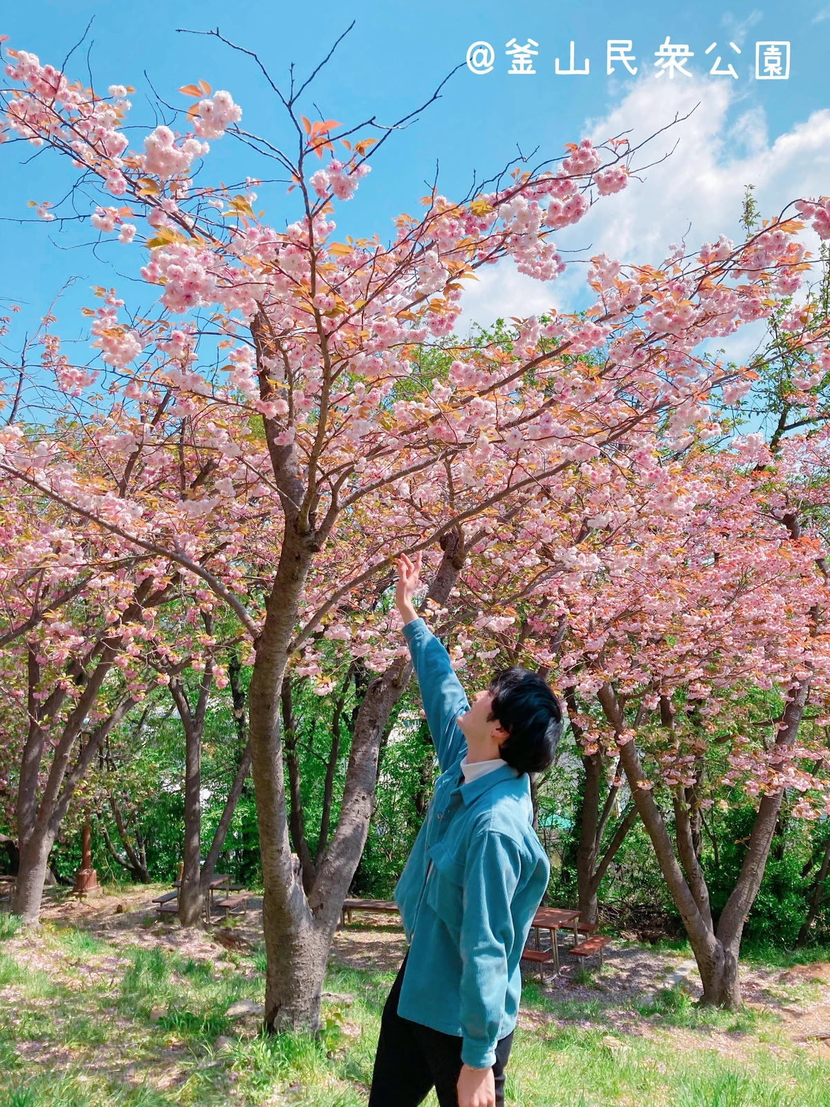 Sakura 韓国 Lemon8