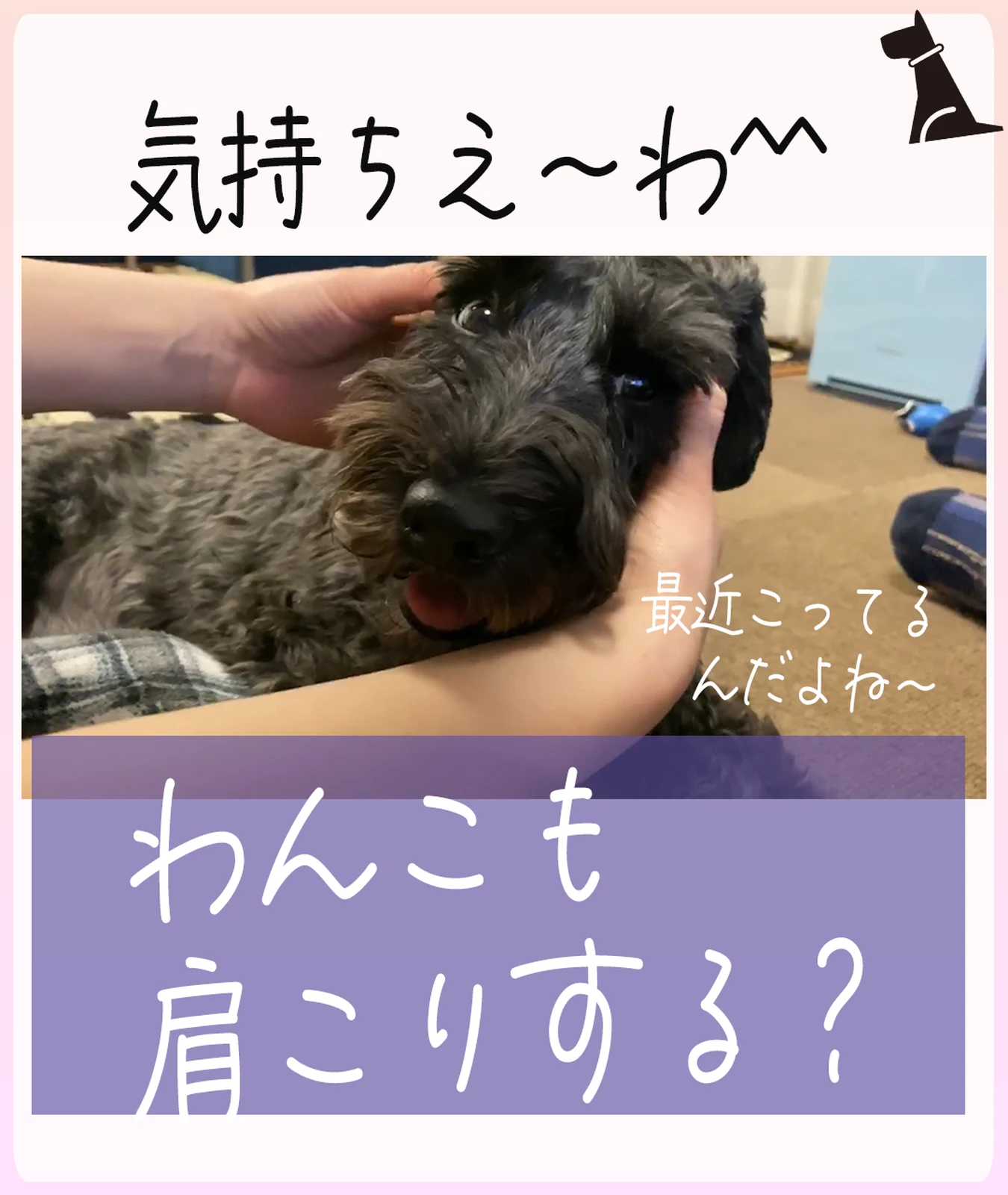 犬も肩がこる 愛犬のマッサージ 犬ラブメディア部が投稿したフォトブック Lemon8