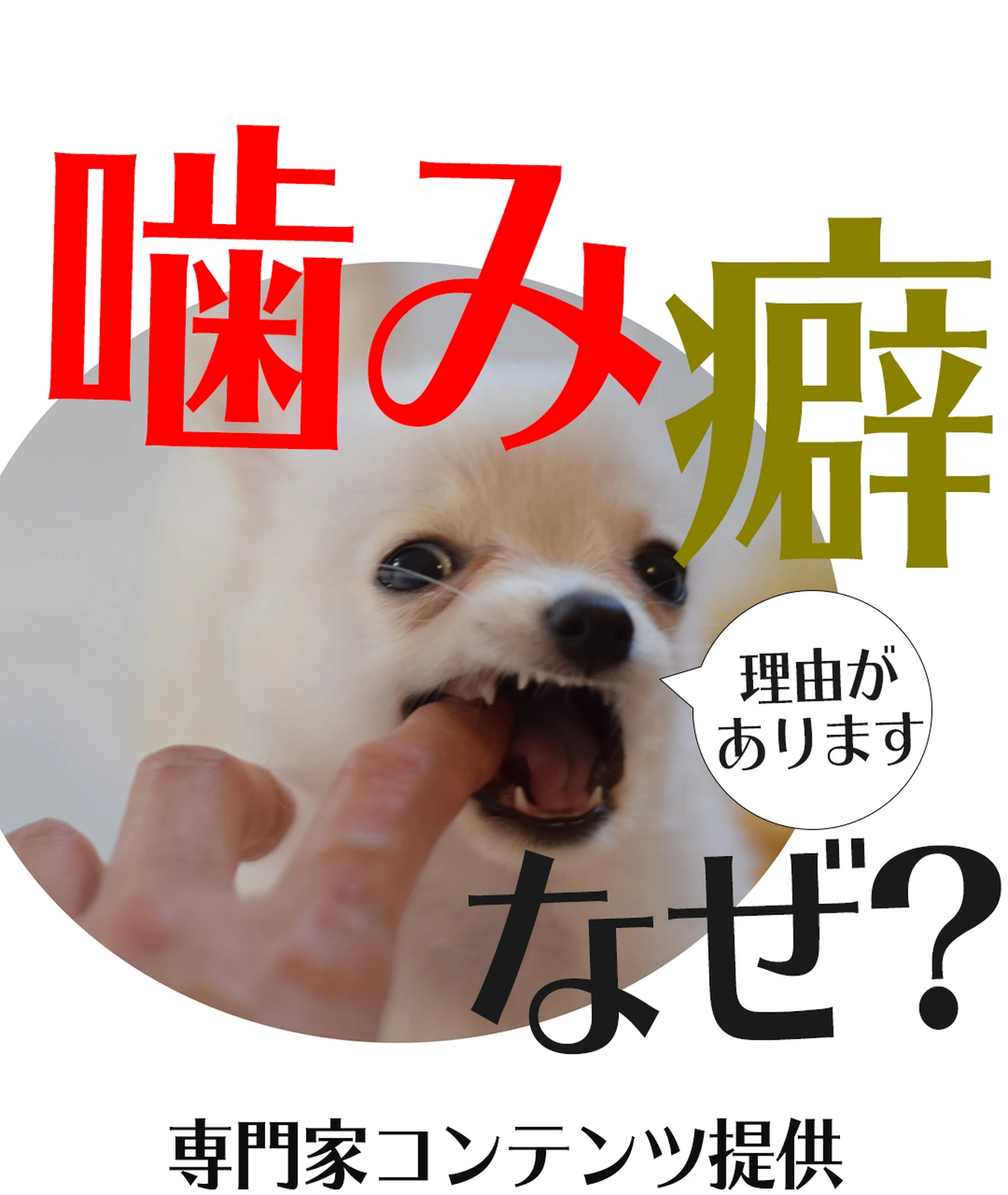 愛犬の噛み癖と主な理由と対策 犬ラブメディア部が投稿したフォトブック Lemon8