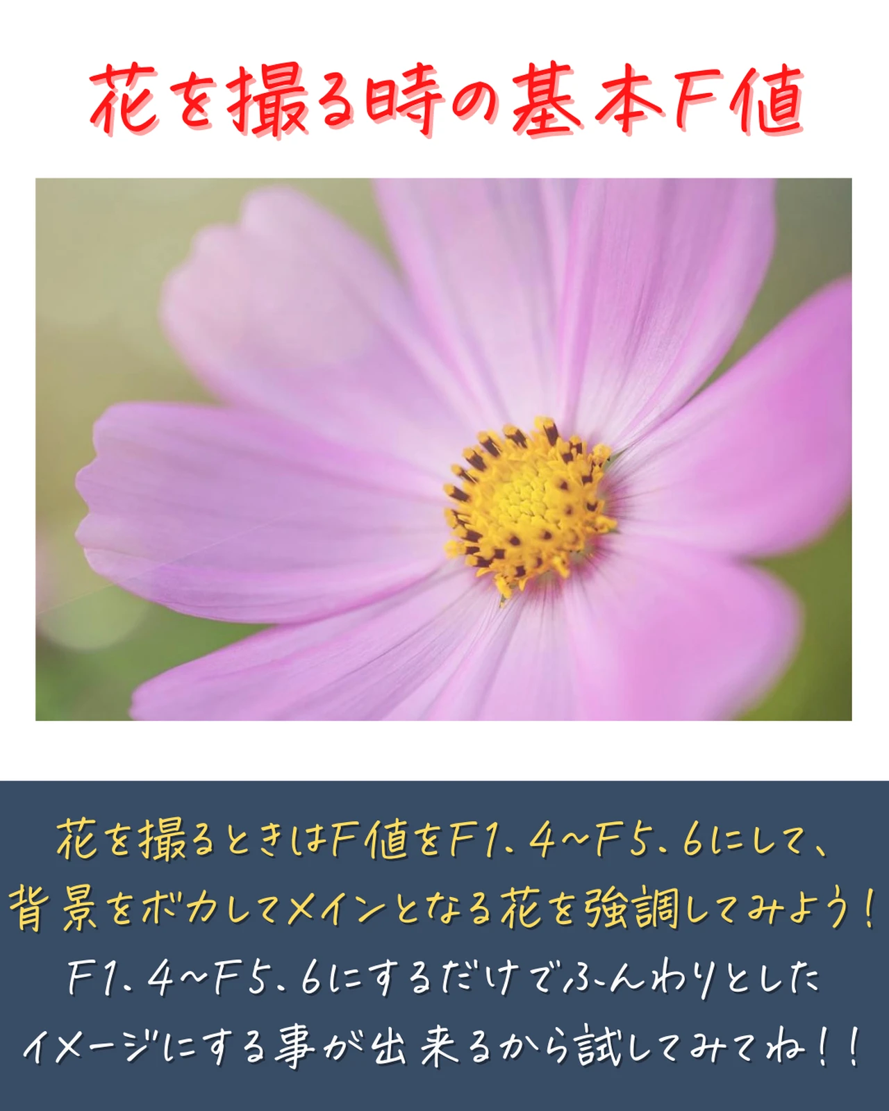 花とりかた Lemon8