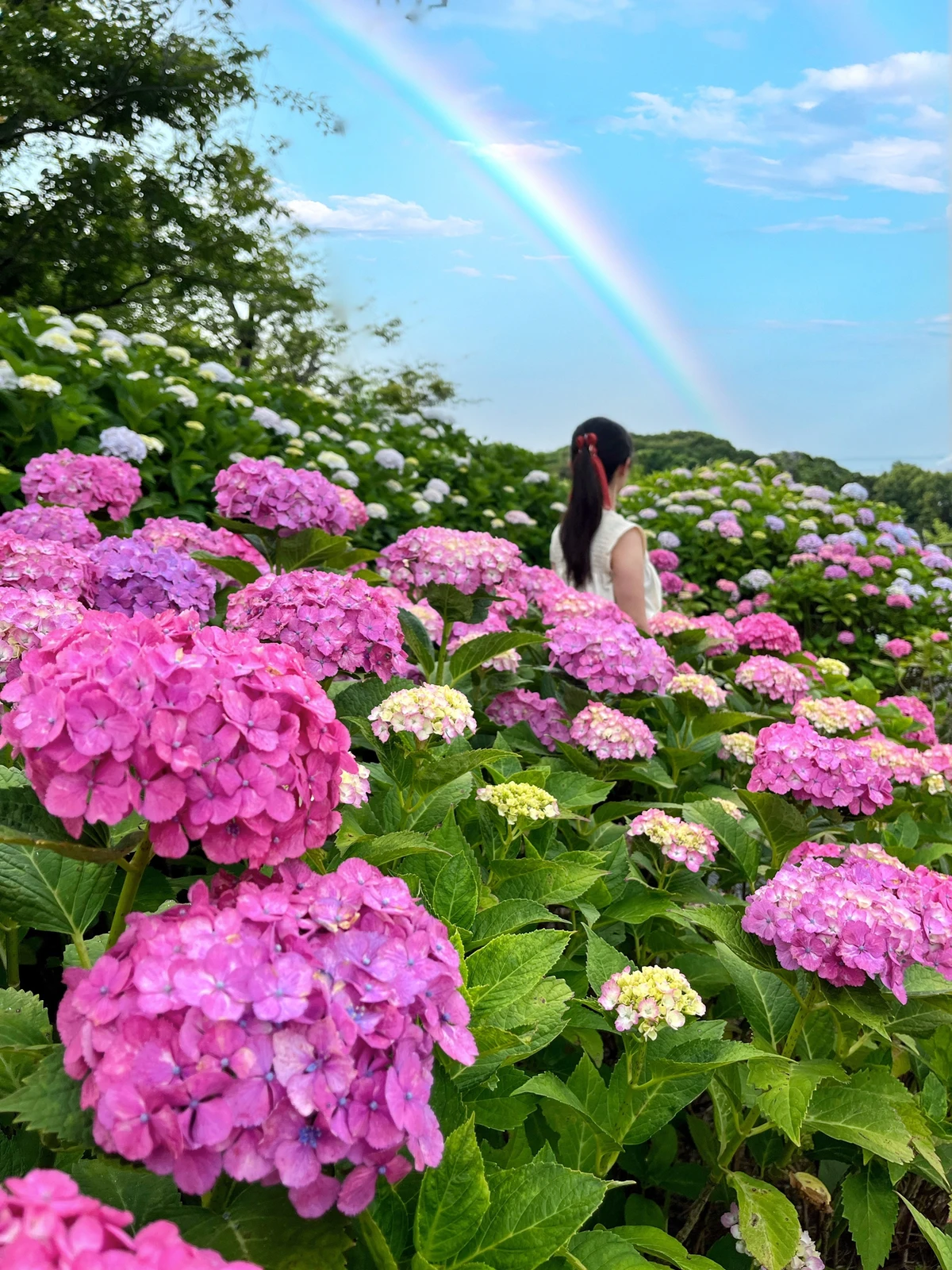 福岡 紫陽花の名所 海 紫陽花の写真スポット Mako 絶景トラベルが投稿したフォトブック Lemon8