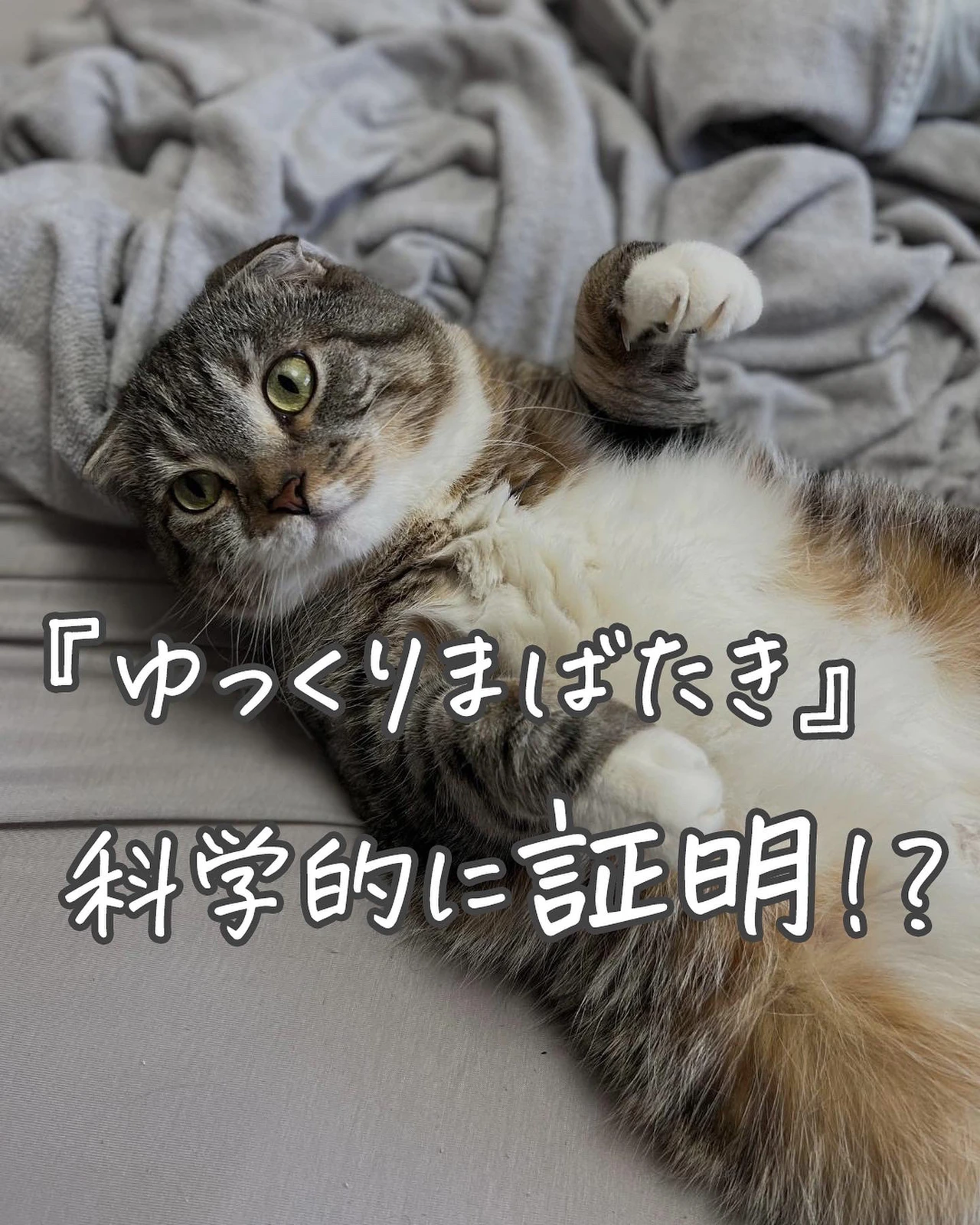 猫の ゆっくりまばたき は本当に愛情表現だったことが科学的に証明 ねこぞー 猫のお役立ち情報が投稿したフォトブック Lemon8