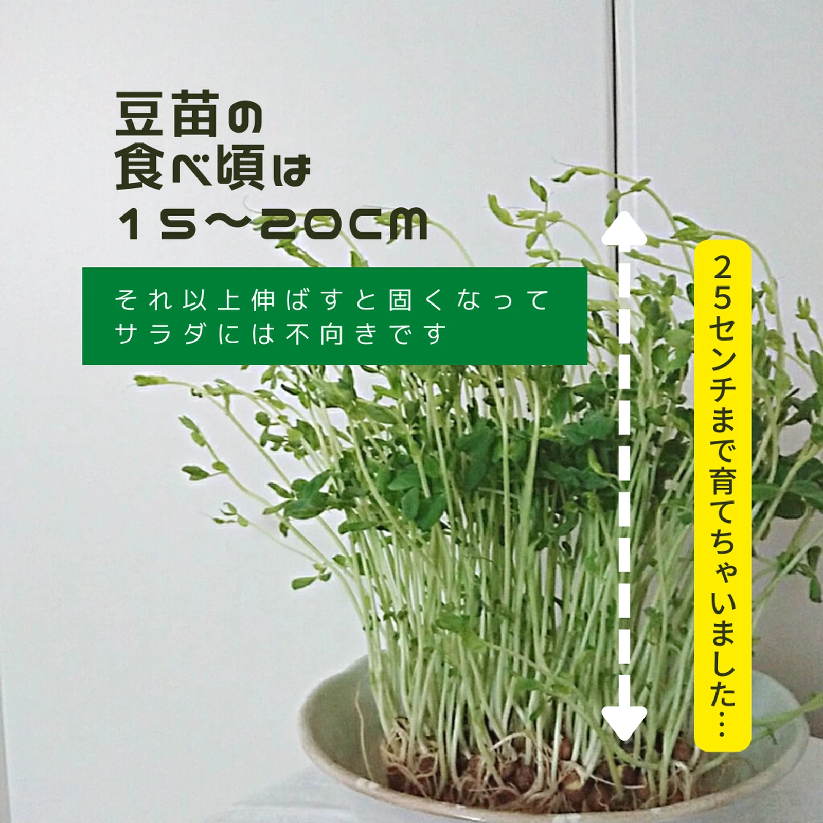 伸びすぎた豆苗おいしく食べよ Misakiが投稿したフォトブック Lemon8