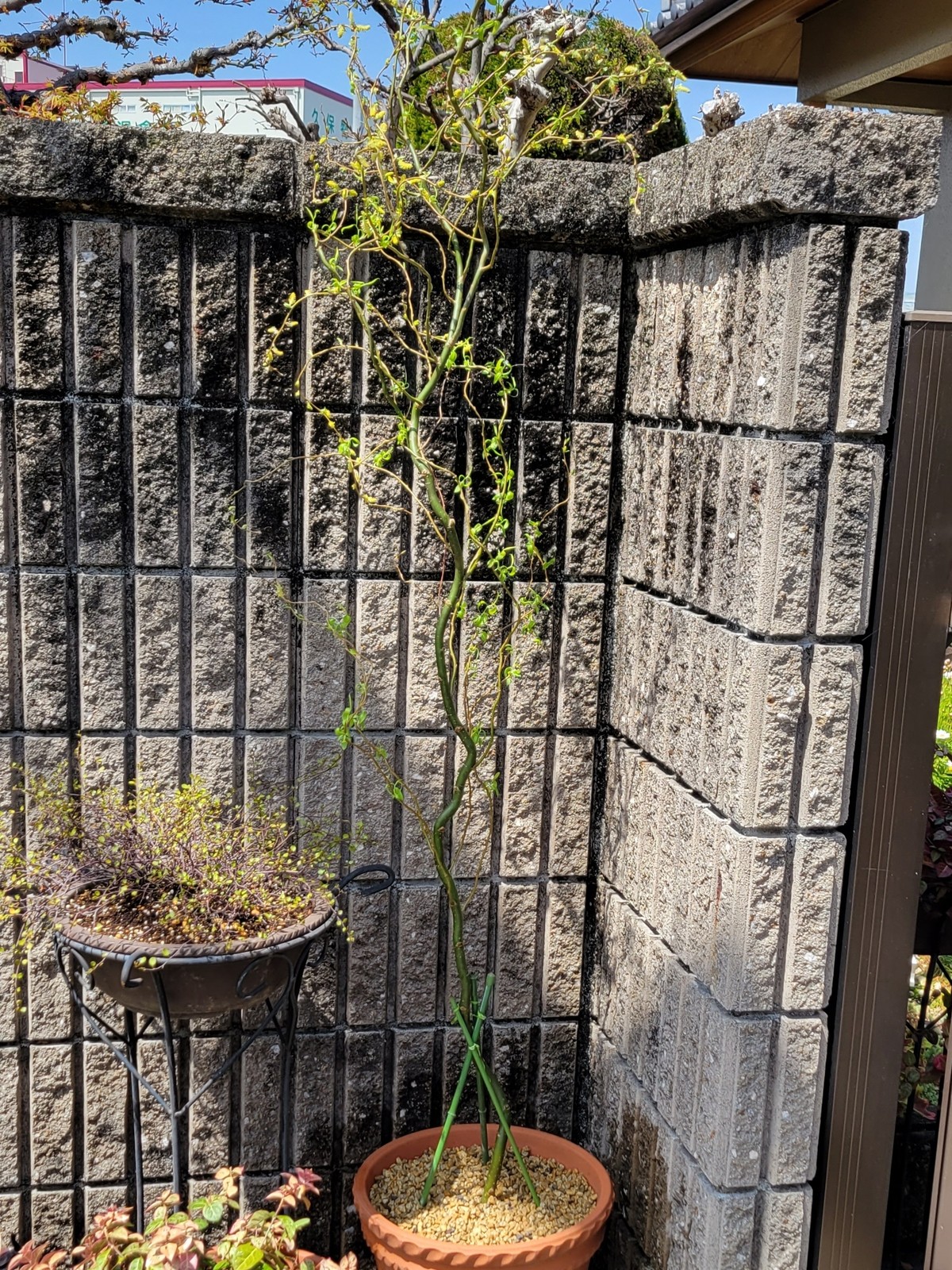 Lemon8 Story 雲竜柳 鉢植え 育て方