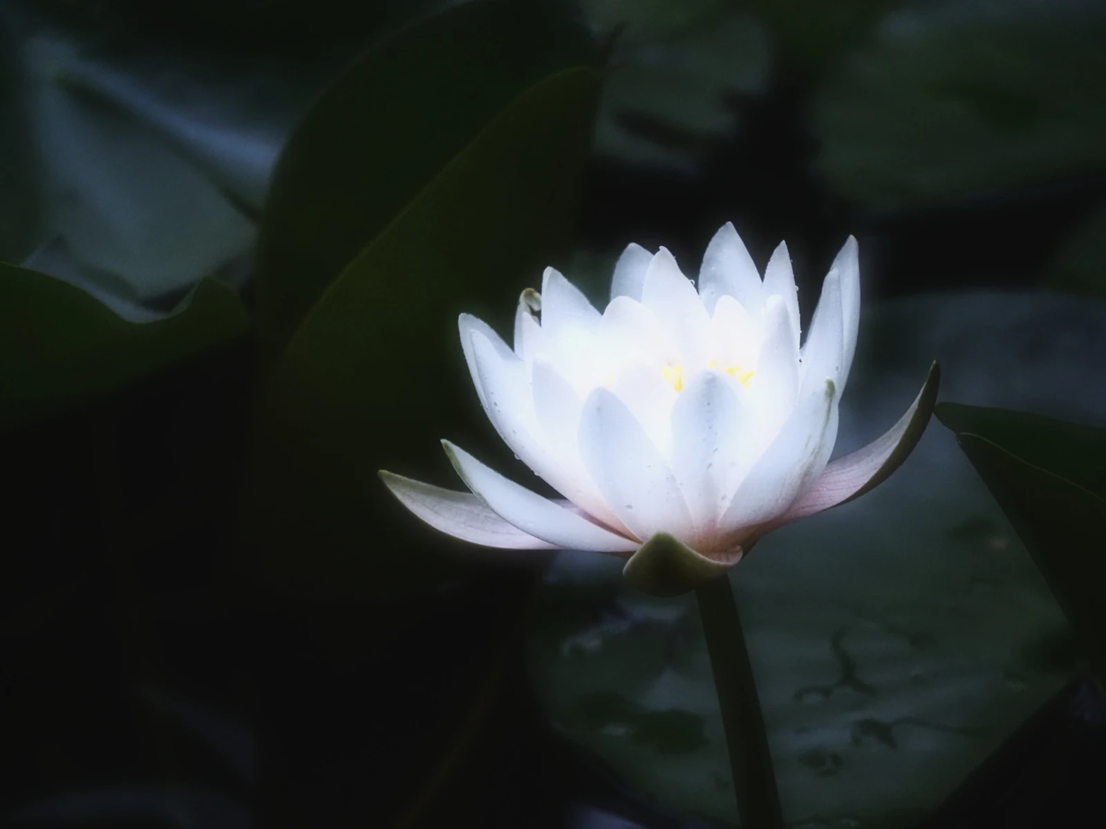 ランプのように輝く花 アツ が投稿したフォトブック Lemon8