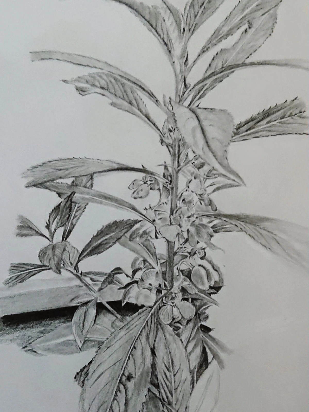 芸術の秋 うちの花壇に咲いた鳳仙花を描きました 色彩 Irotoridori が投稿したフォトブック Lemon8