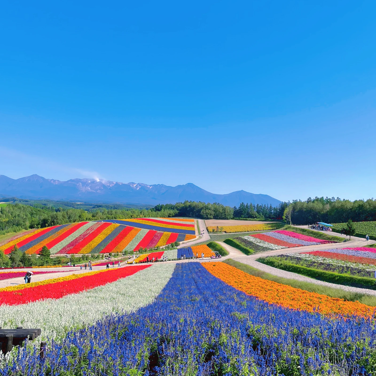 北海道の絶景 北海道美瑛町にある 四季彩の丘 最高に綺麗でした そうちゃんとママが投稿したフォトブック Lemon8