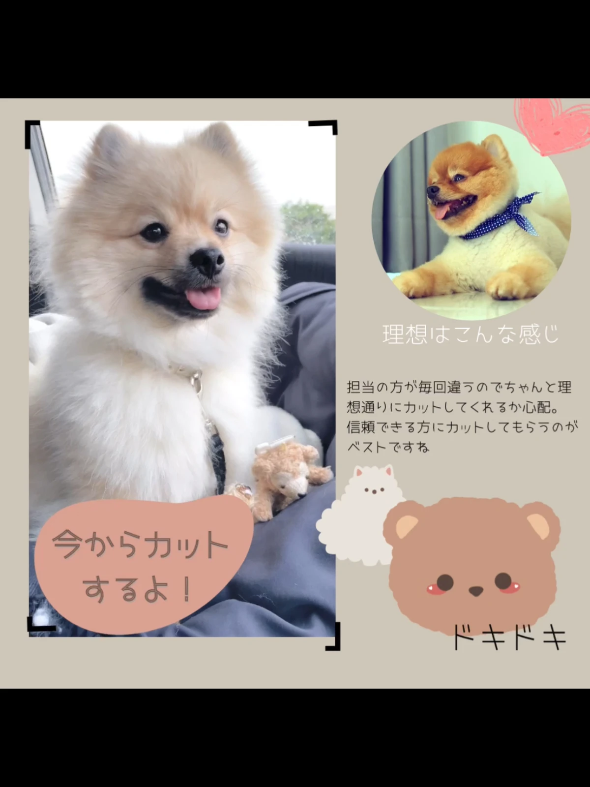 ポメラニアンのくまさんカット オーダーシート付 Ponta Roomが投稿したフォトブック Lemon8