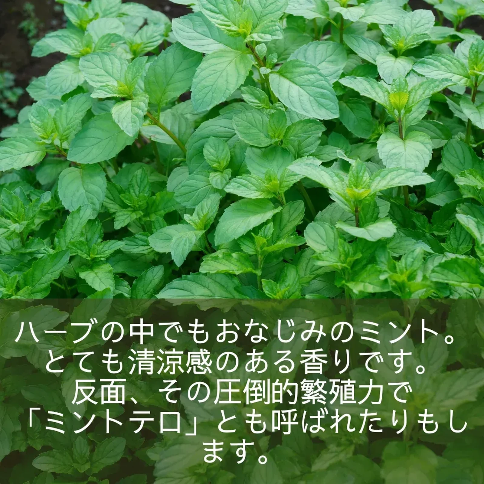 ミントテロ その後 Lemon8