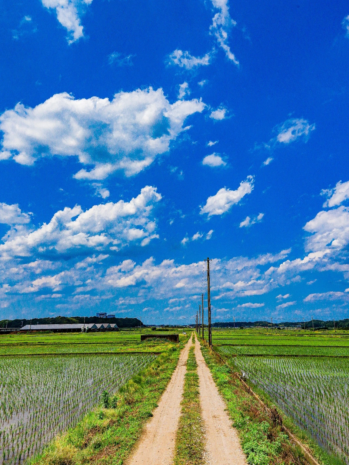 畦道 千葉県佐倉市 Y1974が投稿したフォトブック Lemon8