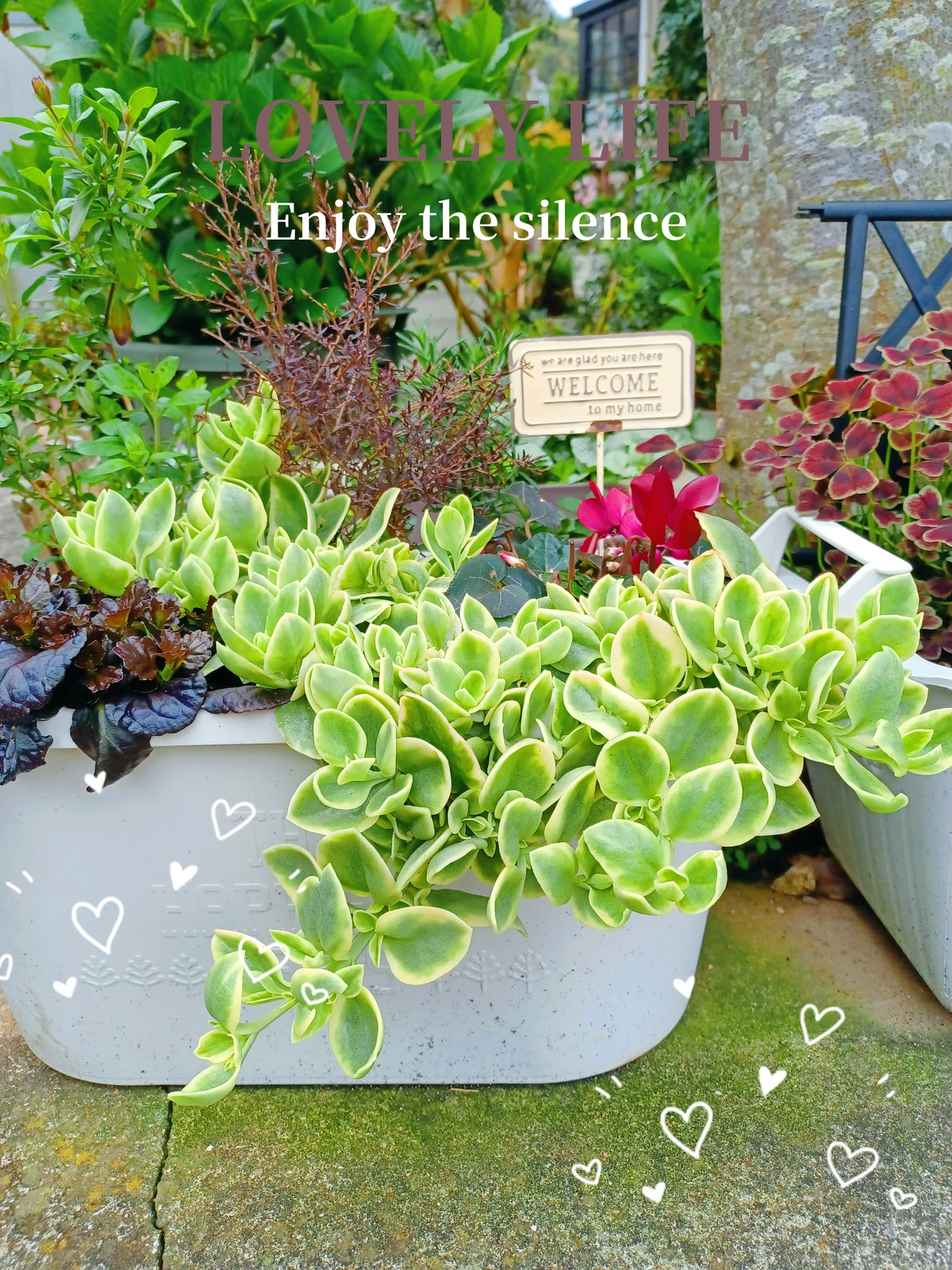 ベビーサンローズ 田中紀子が投稿したフォトブック Lemon8