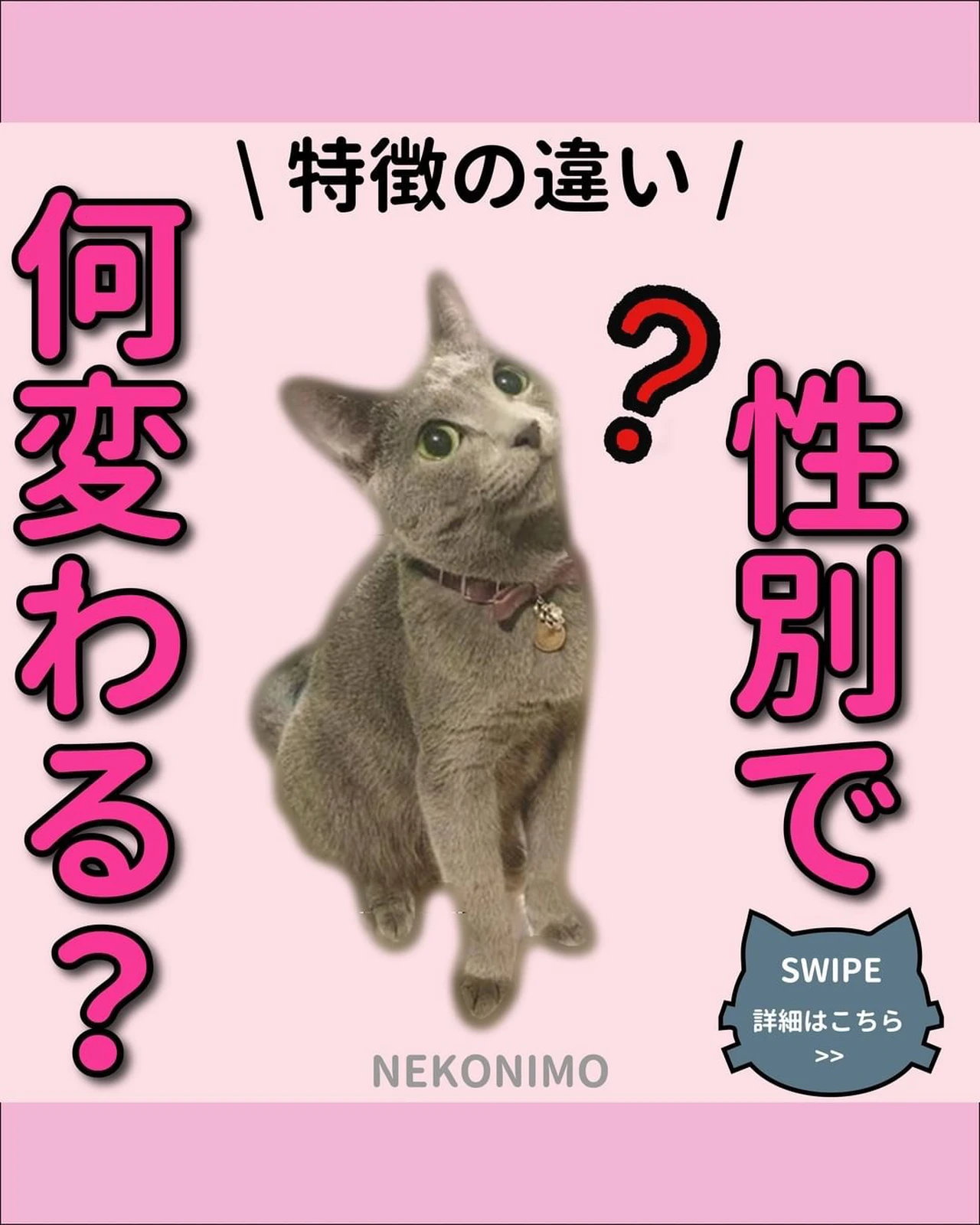 Cococoさん　専用ページ ジョバーズストレッチ カーゴ | 製品情報 | CO-COS