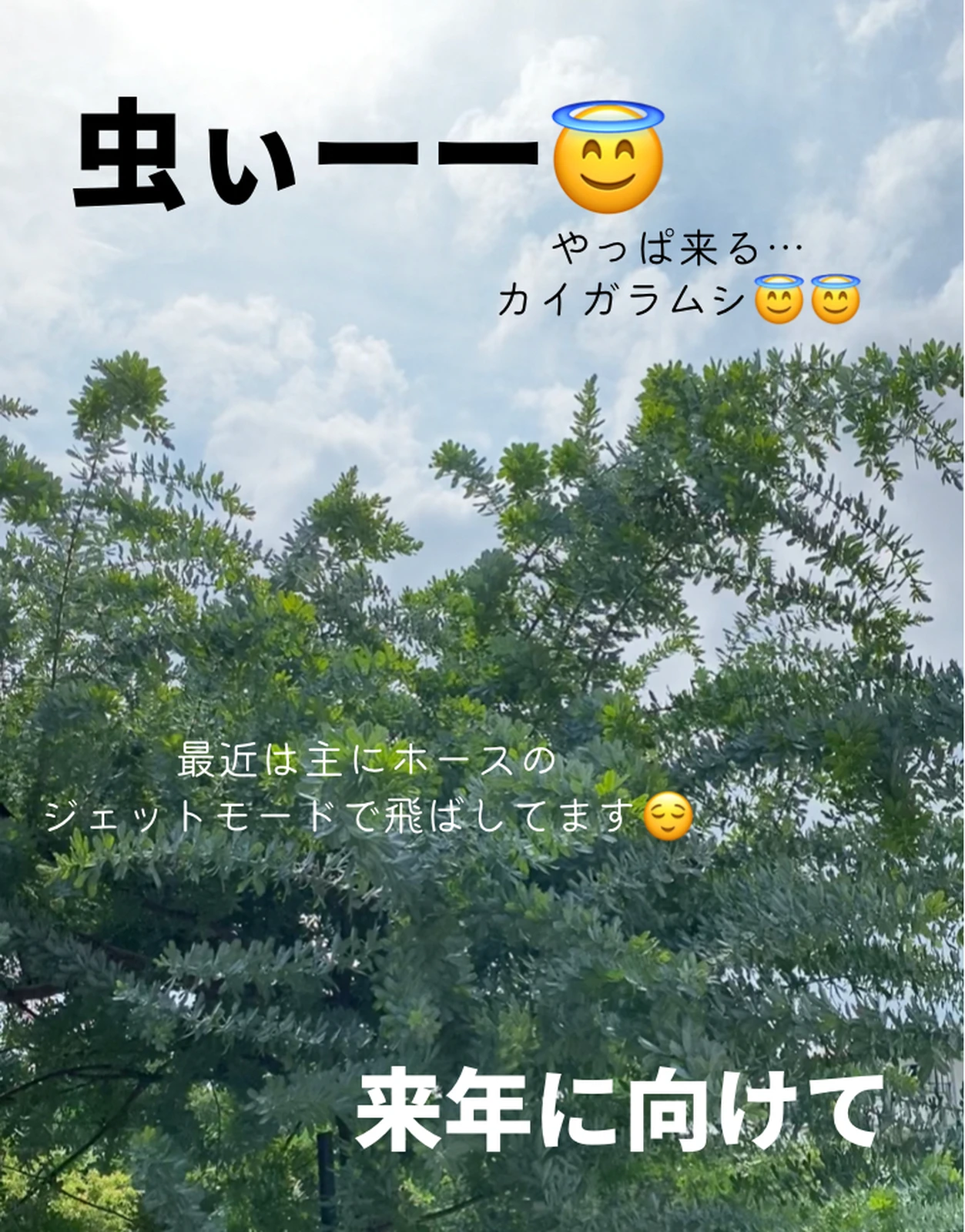 ミモザ切ったその後 まーこhomeが投稿したフォトブック Lemon8