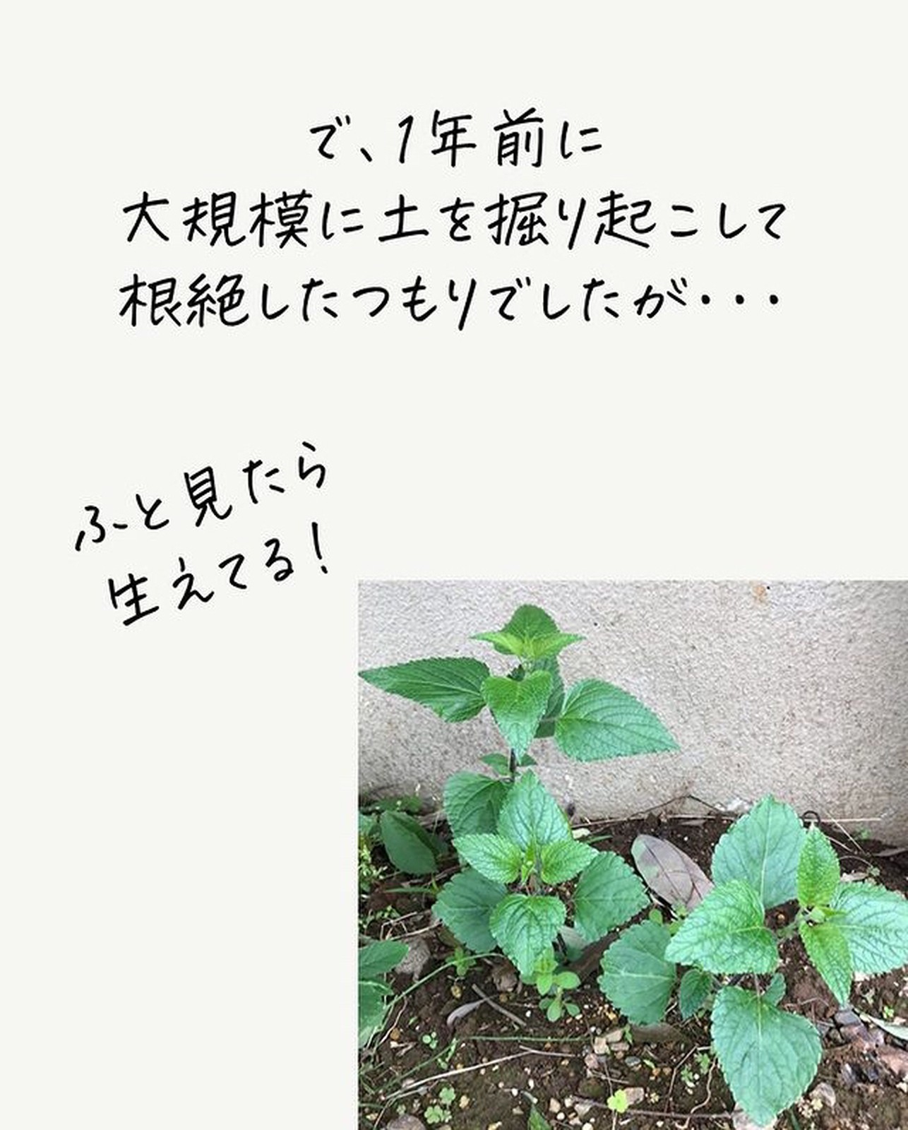 Lemon8 Story ヘリクリサムライムミニ 地植え