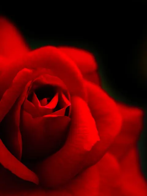 薔薇好きな人と繋がりたい Lemon8