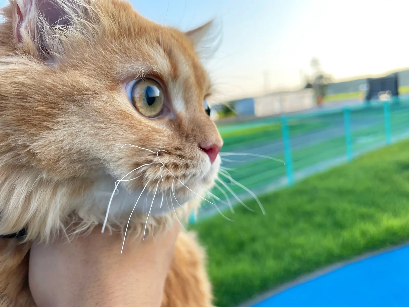 横顔 Gallery Posted By 寅年の猫 とら Lemon8