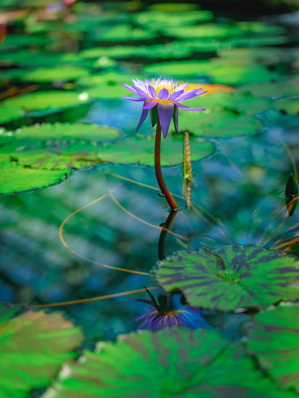【死ぬまでに絶対行きたい日本の絶景】水生植物公園@滋賀の画像 (3枚目)