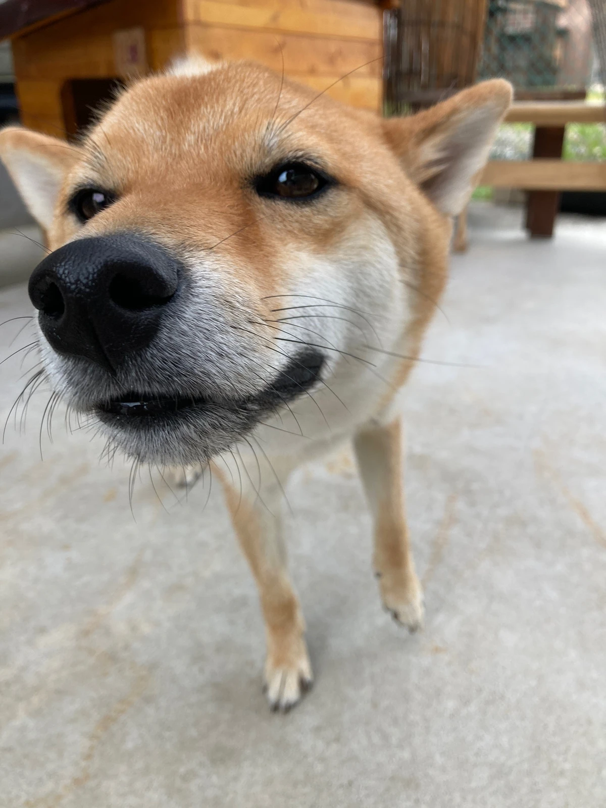 ぶさかわ犬 Lemon8