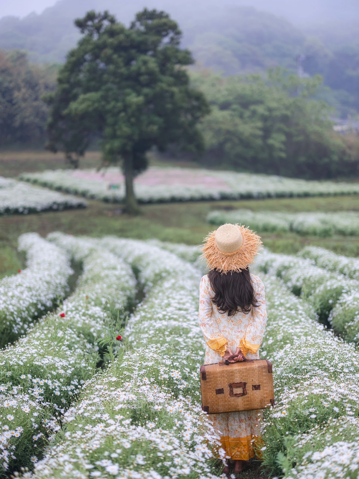 香川 Gwが見頃 マーガレットのお花畑 Kumiko Naruが投稿したフォトブック Lemon8