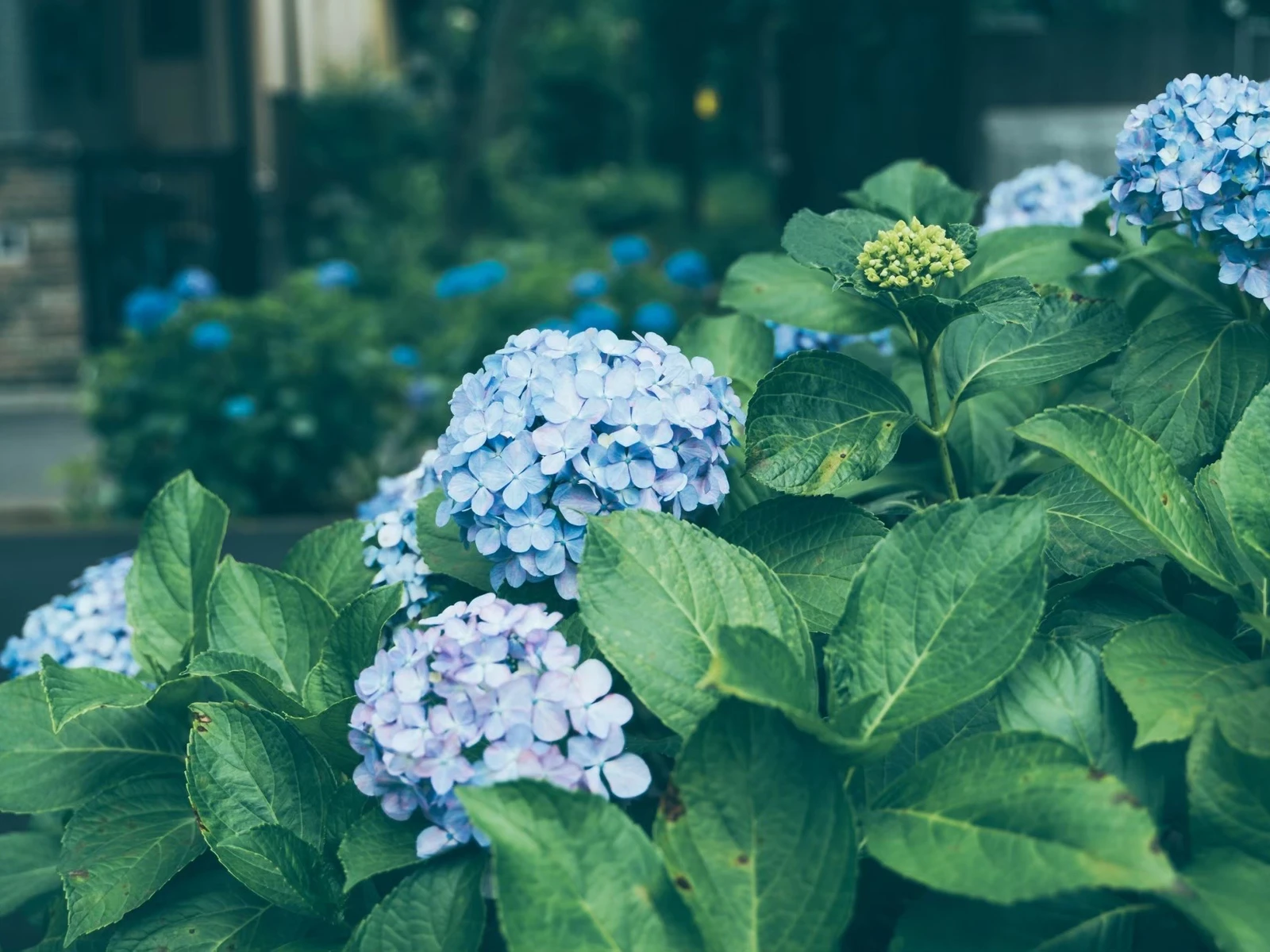 超穴場 埼玉おすすめ紫陽花ロード 櫻子 北埼玉暮らしが投稿したフォトブック Lemon8