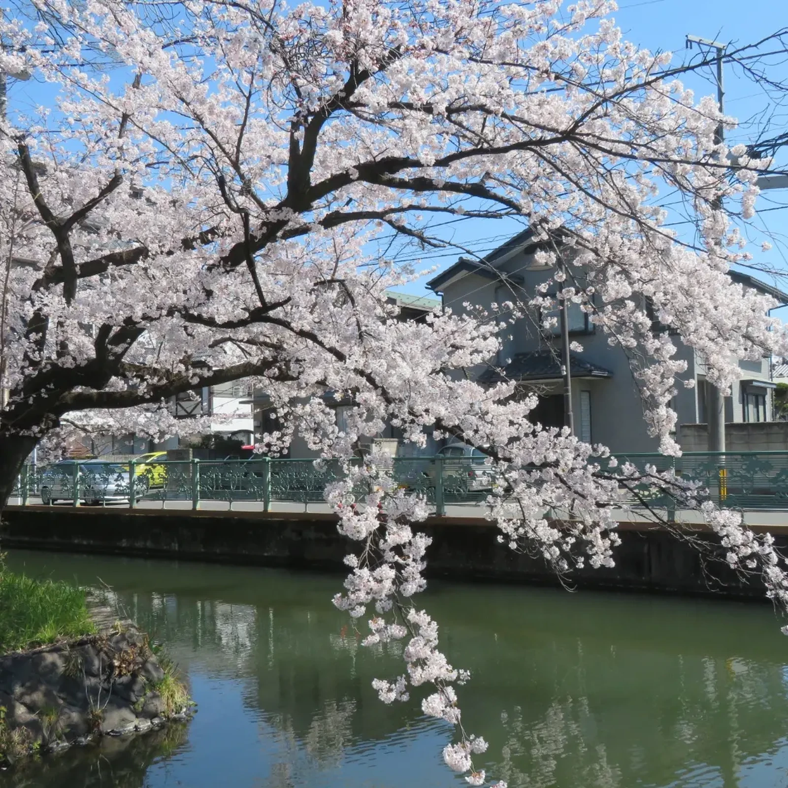 高崎城址お堀端 Lemon8