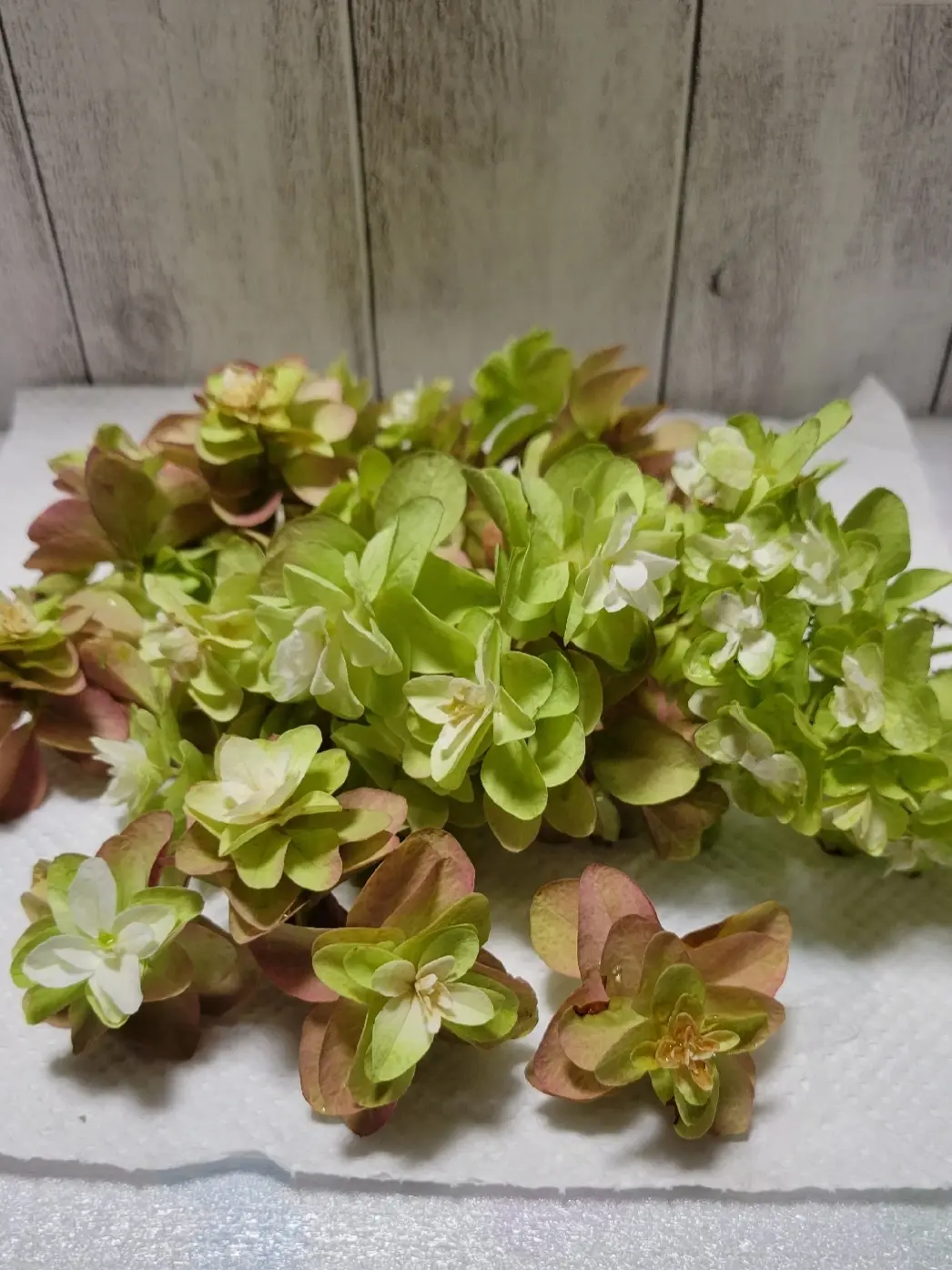 ドライフラワー シロツメクサ Lemon8